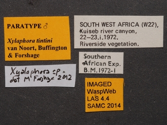 Xyalophora_tintini_male_BMNH_labels