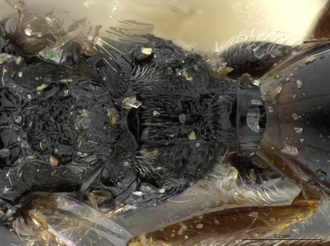 Xyalophora_tintini_male_BMNH_propodeum