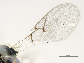 Xyalophora_tintini_male_BMNH_wings