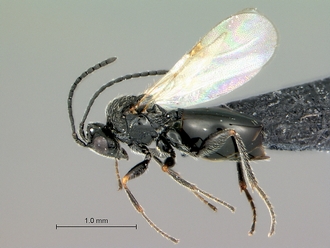 Pycnostigmus_fossilensis_habitus