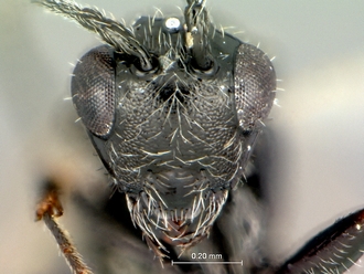 Pycnostigmus_fossilensis_head