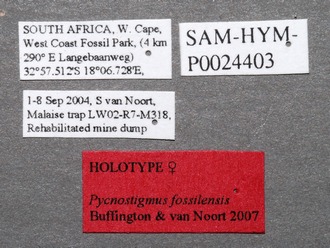 Pycnostigmus_fossilensis_labels
