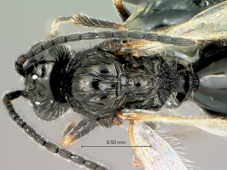Pycnostigmus_fossilensis_mesosoma_dorsal