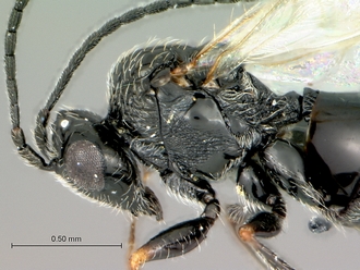 Pycnostigmus_fossilensis_mesosoma_lateral