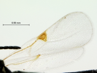Pycnostigmus_fossilensis_wing