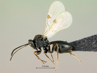 Pycnostigmus_hoerikwaggoensis_habitus