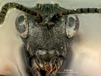 Pycnostigmus_hoerikwaggoensis_head