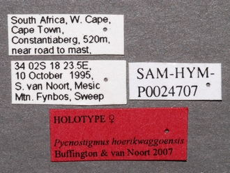 Pycnostigmus_hoerikwaggoensis_labels
