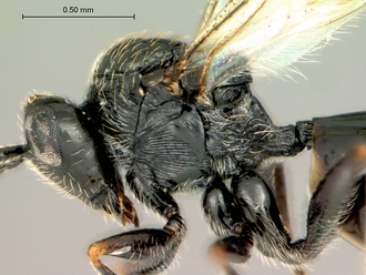 Pycnostigmus_hoerikwaggoensis_mesosoma_latera