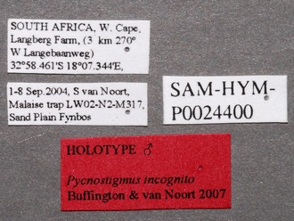 Pycnostigmus_incognito_labels