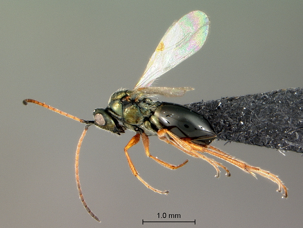 Pycnostigminae