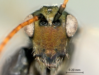 Pycnostigmus_mastersonae_head