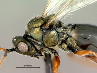 Pycnostigmus_mastersonae_mesosoma_lateral