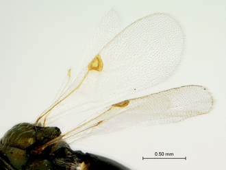 Pycnostigmus_mastersonae_wing