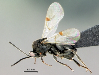 Pycnostigmus_rostratus