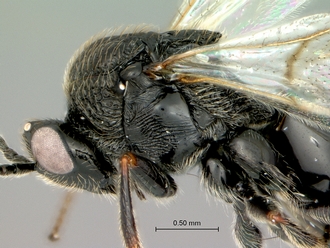 Pycnostigmus_rostratus