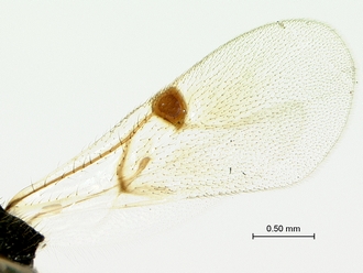 Pycnostigmus_rostratus