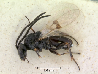 Trjapitziniola_popovi_habitus