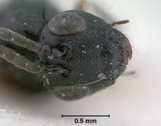 Trjapitziniola_popovi_head