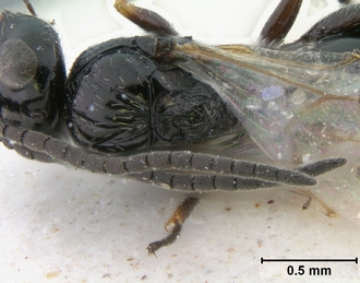 Trjapitziniola_popovi_mesosoma_dorsal