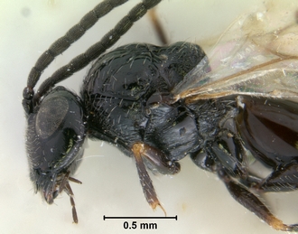 Trjapitziniola_popovi_mesosoma_lateral