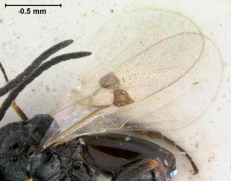 Trjapitziniola_popovi_wings