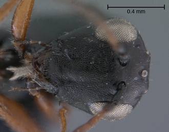Trjapitziniola_vanharteni_face