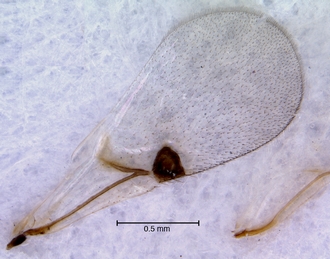 Trjapitziniola_vanharteni_forewing