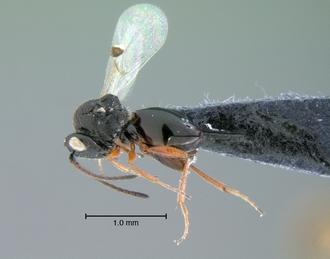 Trjapitziniola_vanharteni_habitus