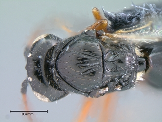 Trjapitziniola_vanharteni_mesosoma_dorsal
