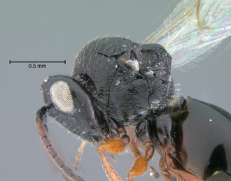 Trjapitziniola_vanharteni_mesosoma_lateral