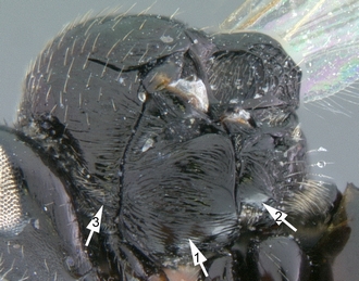 Trjapitziniola_vanharteni_mesosoma_lateral