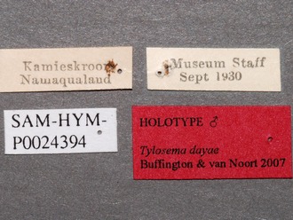 Tylosema_dayae_labels