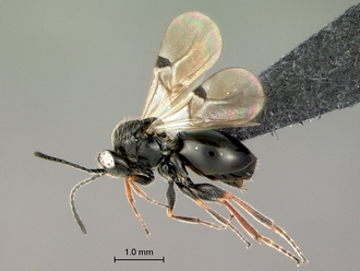 Tylosema_dayi_habitus
