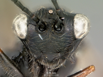 Tylosema_dayi_head