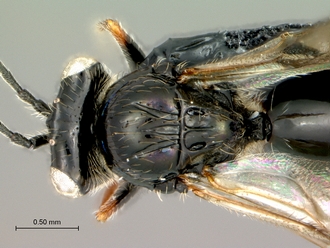 Tylosema_dayi_mesosoma_dorsal