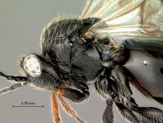 Tylosema_dayi_mesosoma_lateral