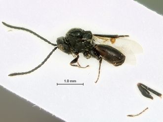 Tylosema_nigerrimum_habitus