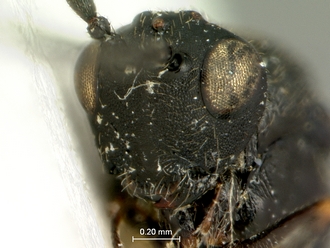 Tylosema_nigerrimum_head