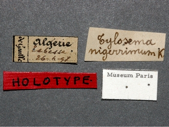 Tylosema_nigerrimum_labels