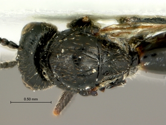 Tylosema_nigerrimum_mesosoma_dorsal