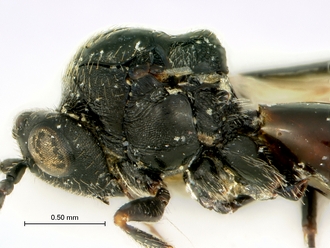 Tylosema_nigerrimum_mesosoma_lateral