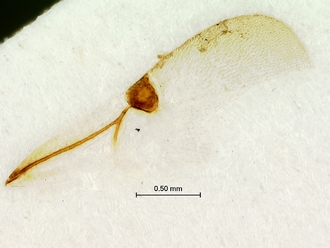 Tylosema_nigerrimum_wing