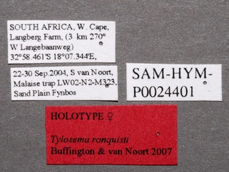 Tylosema_ronquisti_labels