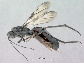 Ibalia_leucospoides_P025038_female_habitus_lateral