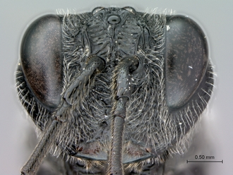 Ibalia_leucospoides_P025038_female_head_frontal
