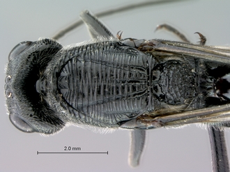 Ibalia_leucospoides_P025038_female_head_mesosoma_dorsal