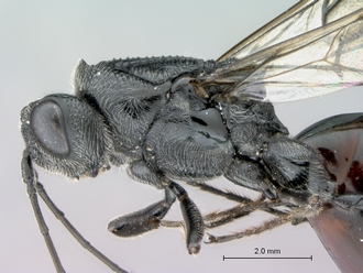 Ibalia_leucospoides_P025038_female_head_mesosoma_lateral
