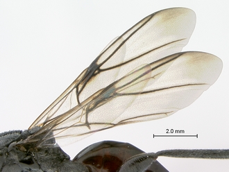 Ibalia_leucospoides_P025038_female_wings