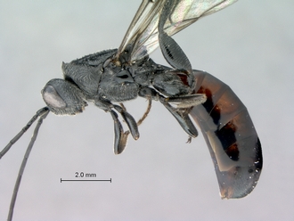 Ibalia_leucospoides_P025038_male_habitus_lateral